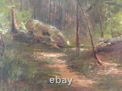 Landscape Nature Wood Forest Rock Underwood Clearing Barbizon Fontainebleau