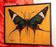Marcel Desban Butterfly Exotic Butterfly Amazon Lepidoptera Oil Signed