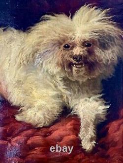 Sublime Oil On Canvas Maltese Bichon Signed August Friedrich Schenck 19th