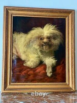 Sublime Oil On Canvas Maltese Bichon Signed August Friedrich Schenck 19th