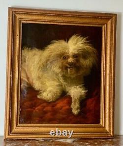 Sublime Oil On Canvas Maltese Bichon Signed August Friedrich Schenck 19th