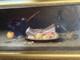 Armand Robert 1817 1890 Nature Morte Au Lard Et Choux Peintre D Arras Né En 1862