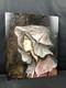 Raymond Biaussat (1932-2021) Huile Composition Sur Bois Portrait De Femme